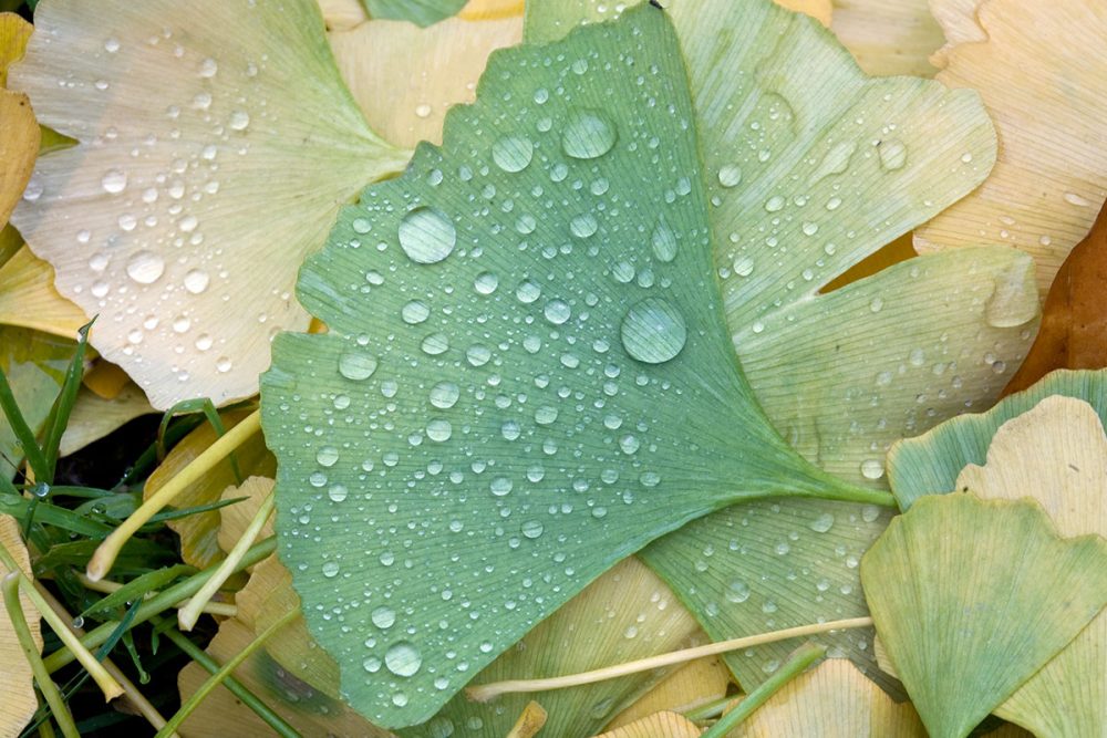 Ancient Trees could help Treat Dementia